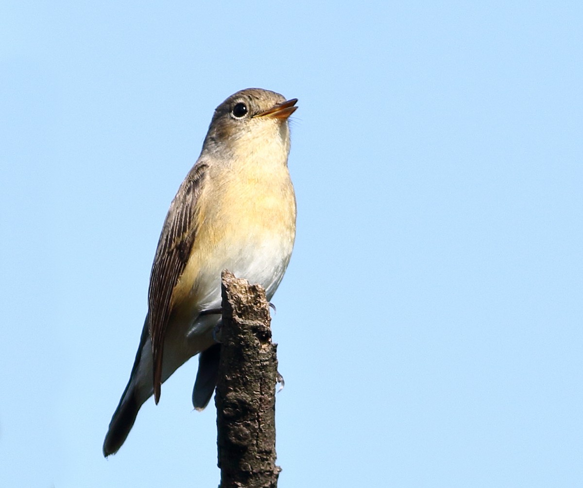 Red-breasted Flycatcher - ML643646423