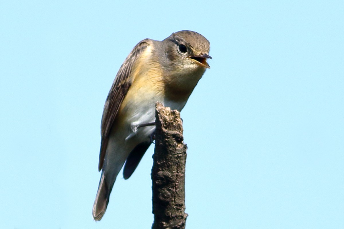 Red-breasted Flycatcher - ML643646424