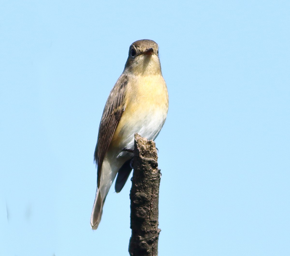 Red-breasted Flycatcher - ML643646425