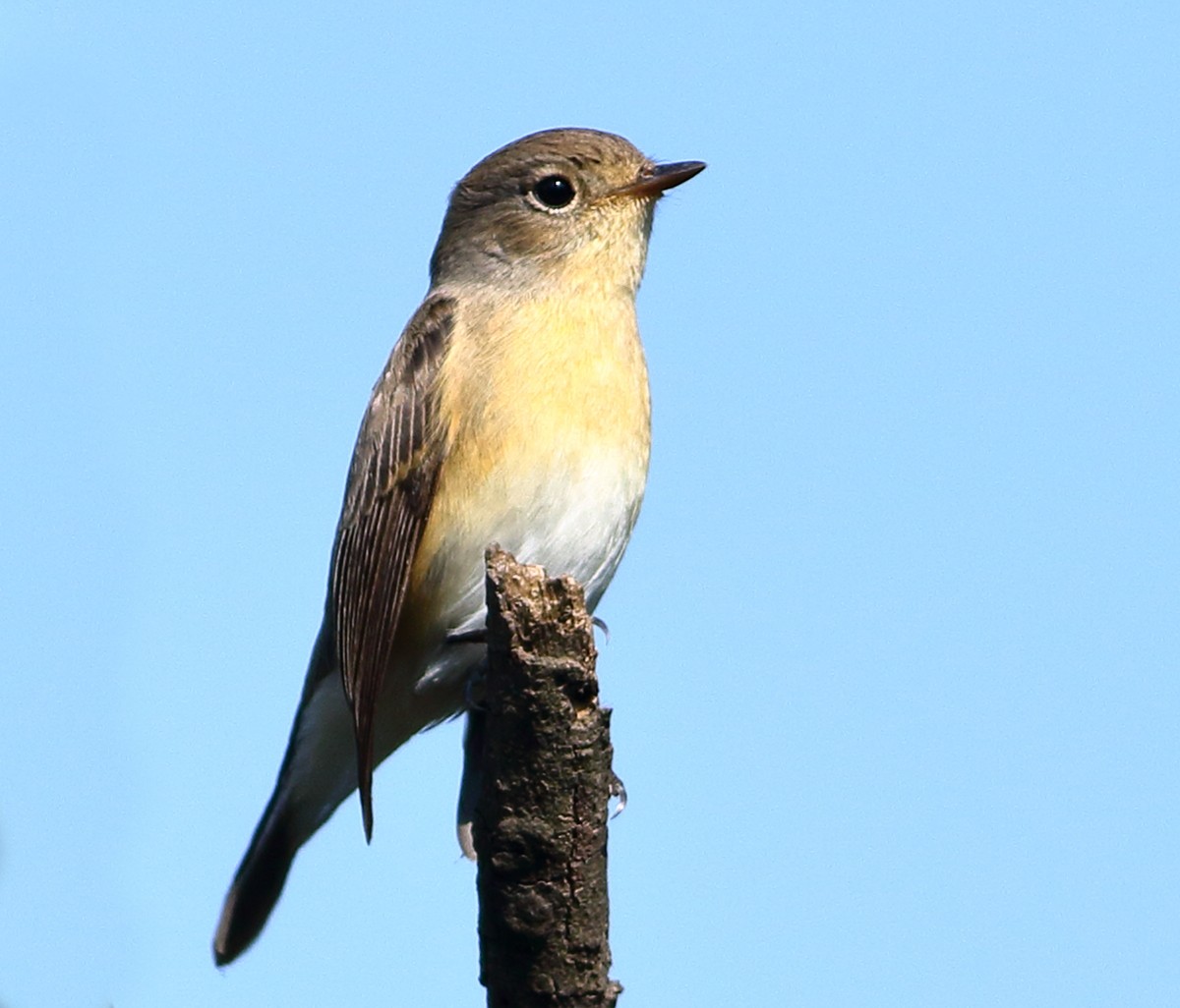 Red-breasted Flycatcher - ML643646426