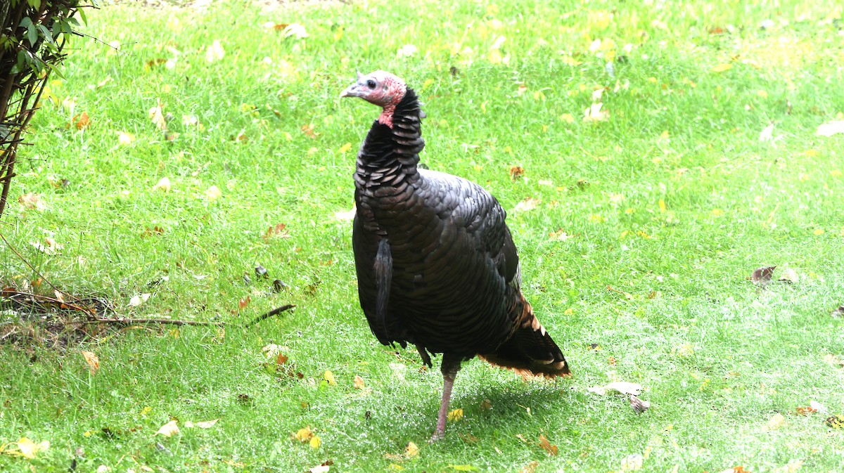 Wild Turkey - ML643646432