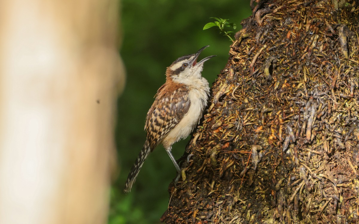Rufous-backed Wren - ML643646442