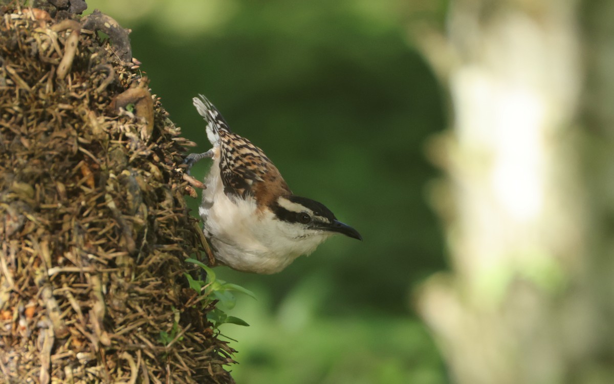 Rufous-backed Wren - ML643646443
