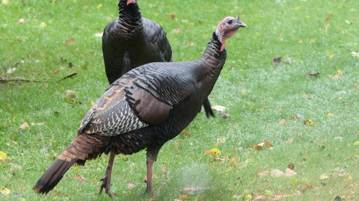 Wild Turkey - ML643646445