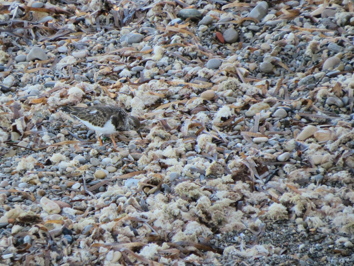 翻石鷸 - ML643646451