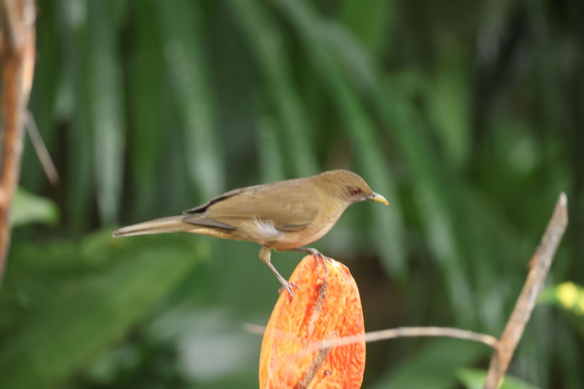 Clay-colored Thrush - ML643646453