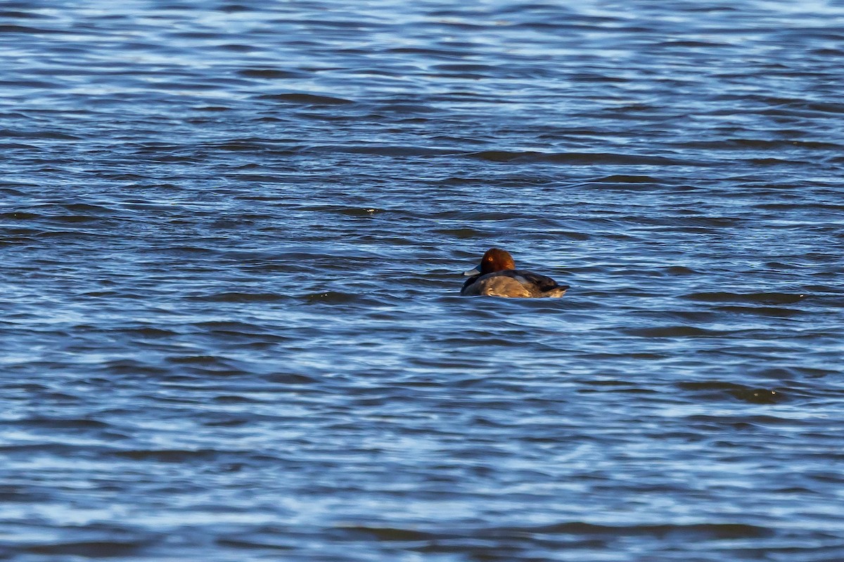 Redhead - ML643646464