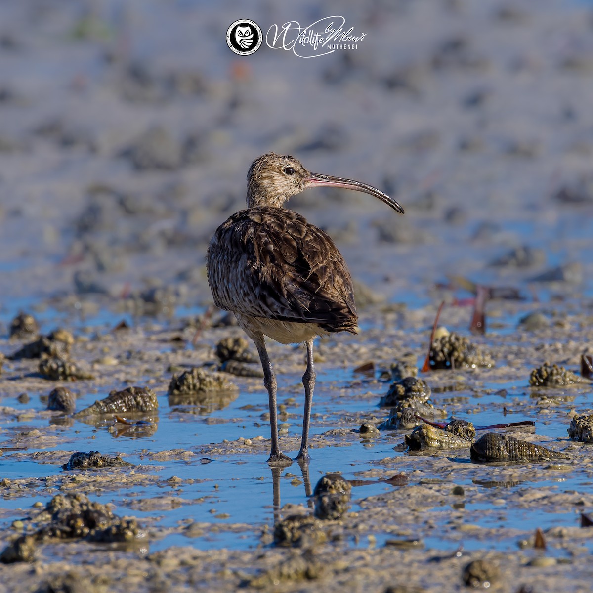 Eurasian Whimbrel - ML643646469