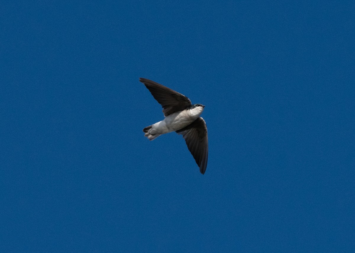 Tree Swallow - ML643646474