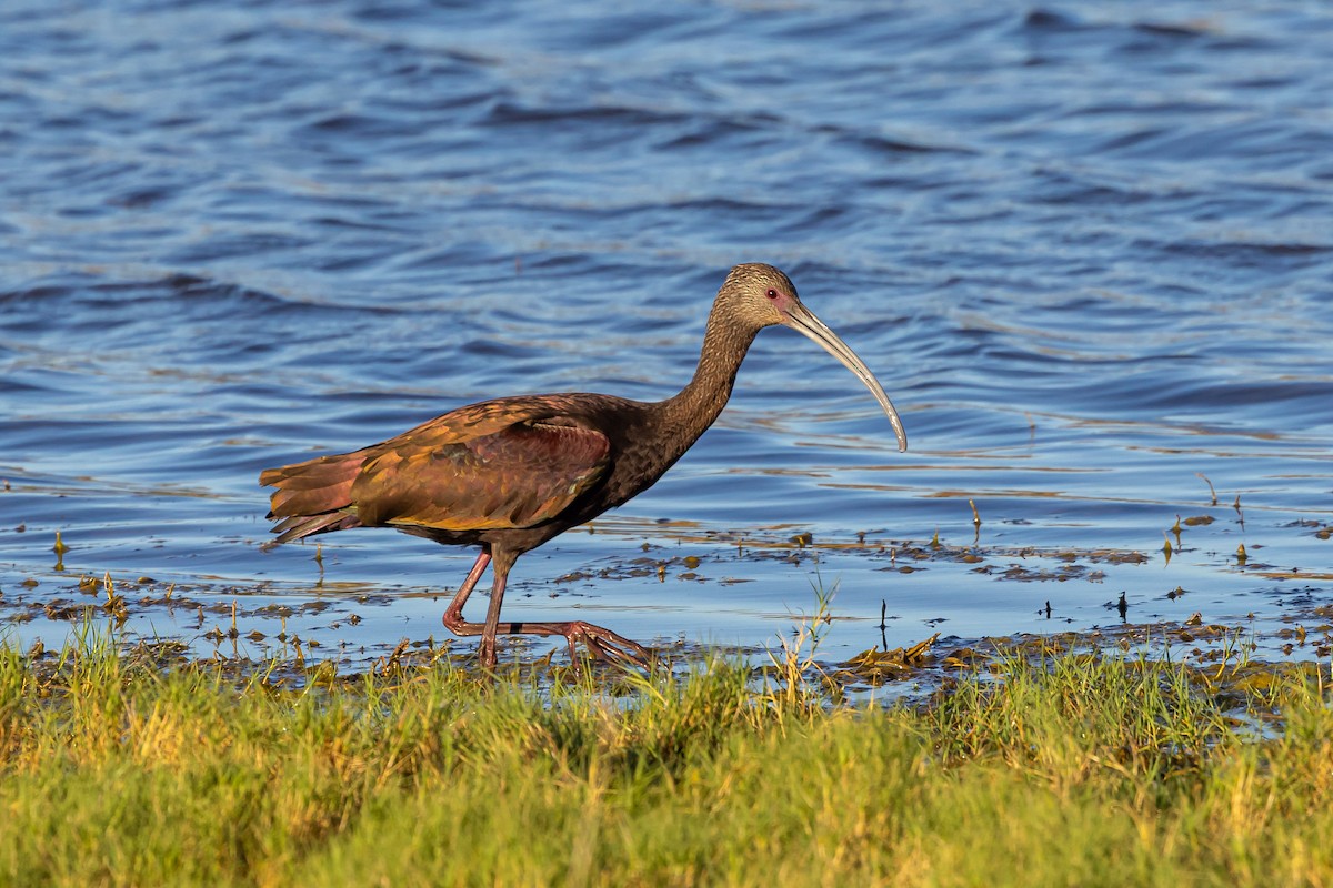 White-faced Ibis - ML643646476
