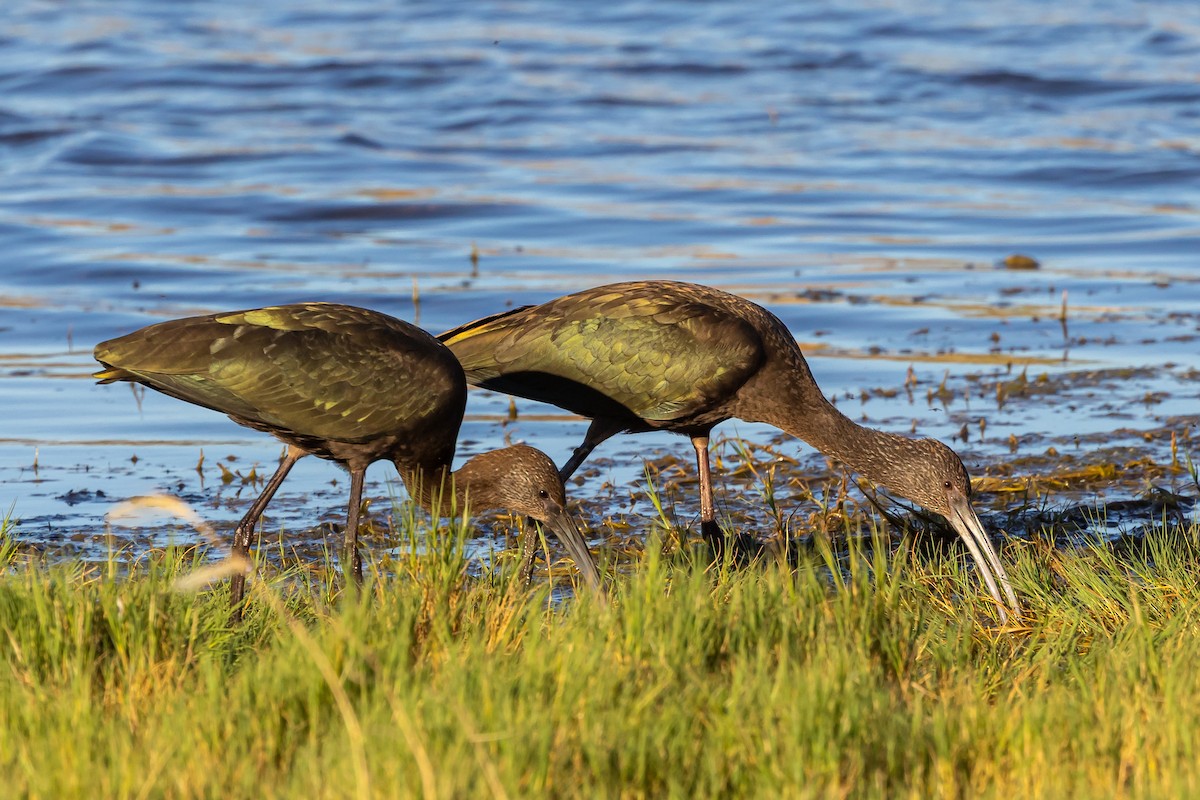 White-faced Ibis - ML643646477