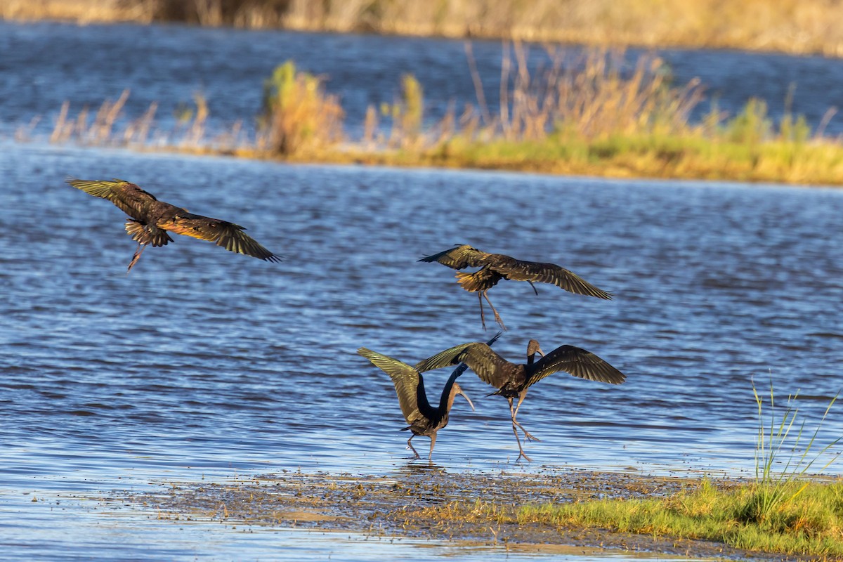 White-faced Ibis - ML643646478