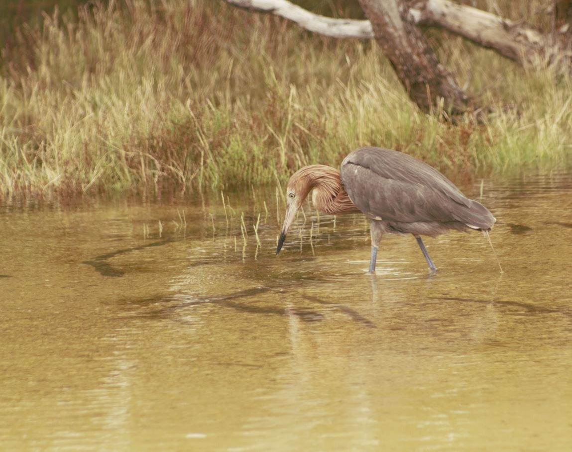 Reddish Egret - ML643646485