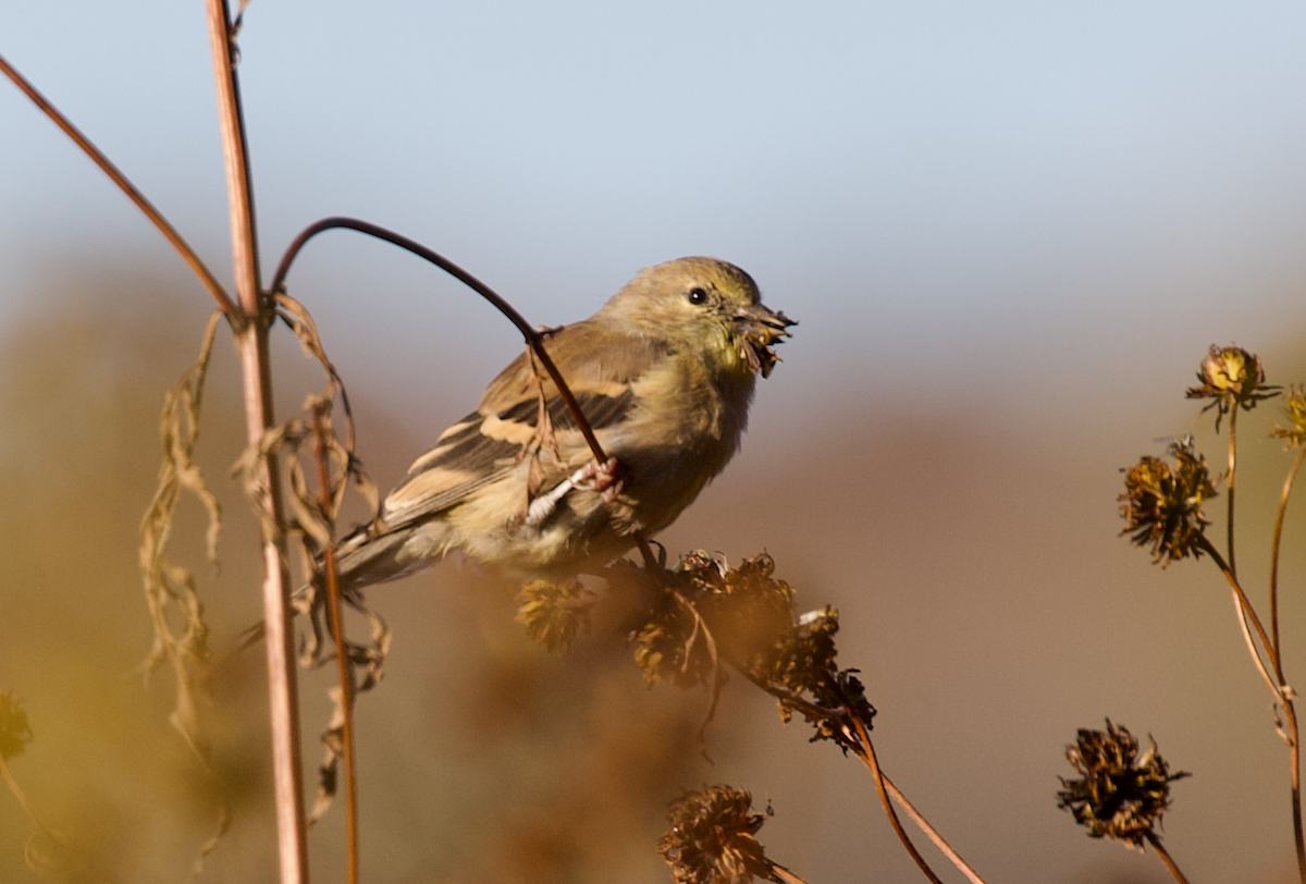 American Goldfinch - ML643646486