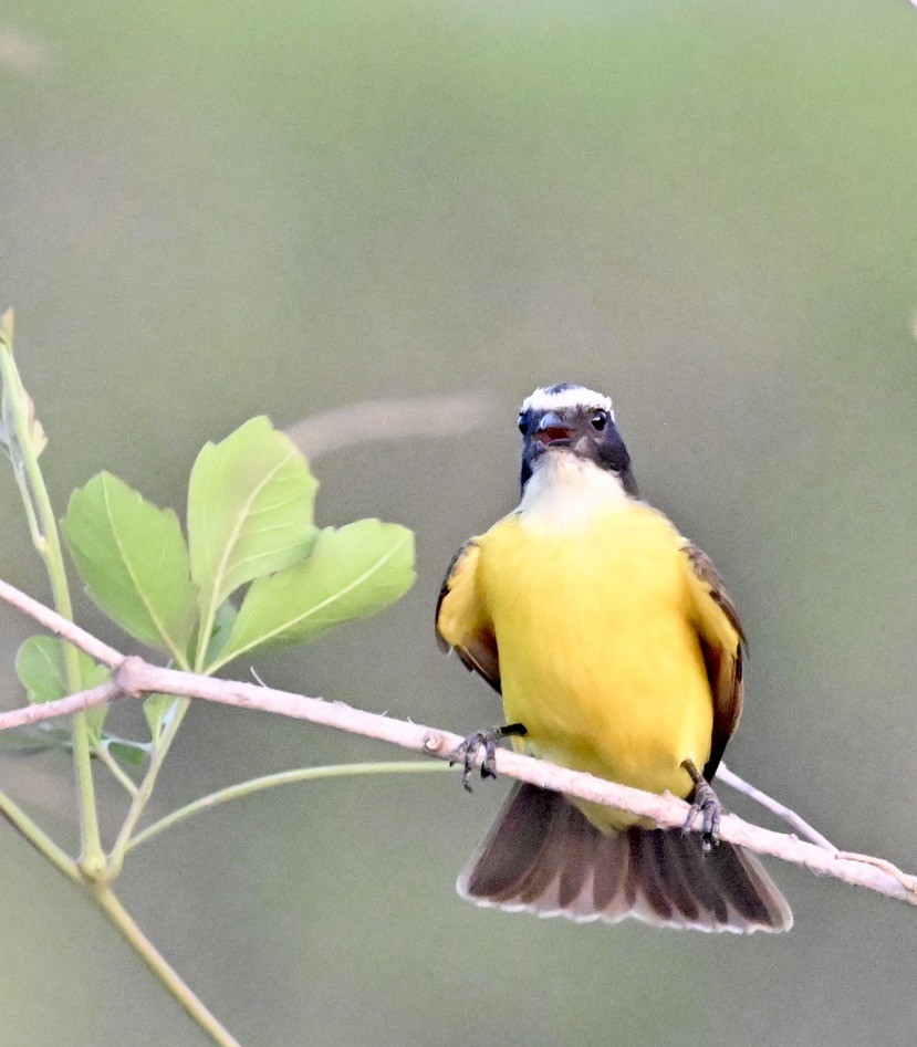 Rusty-margined Flycatcher - ML643646489