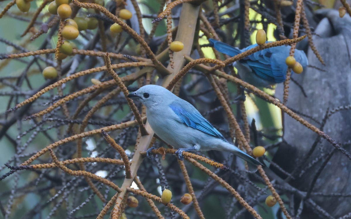 Blue-gray Tanager - ML643646491