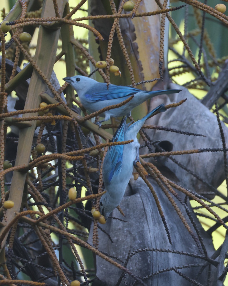 Blue-gray Tanager - ML643646492