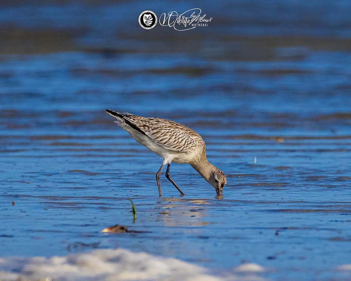 Bar-tailed Godwit - ML643646495