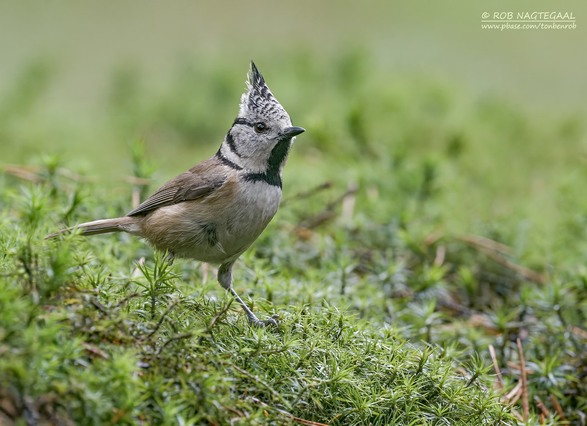 Mésange huppée - ML643646502