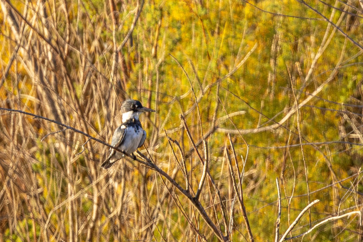 Belted Kingfisher - ML643646508
