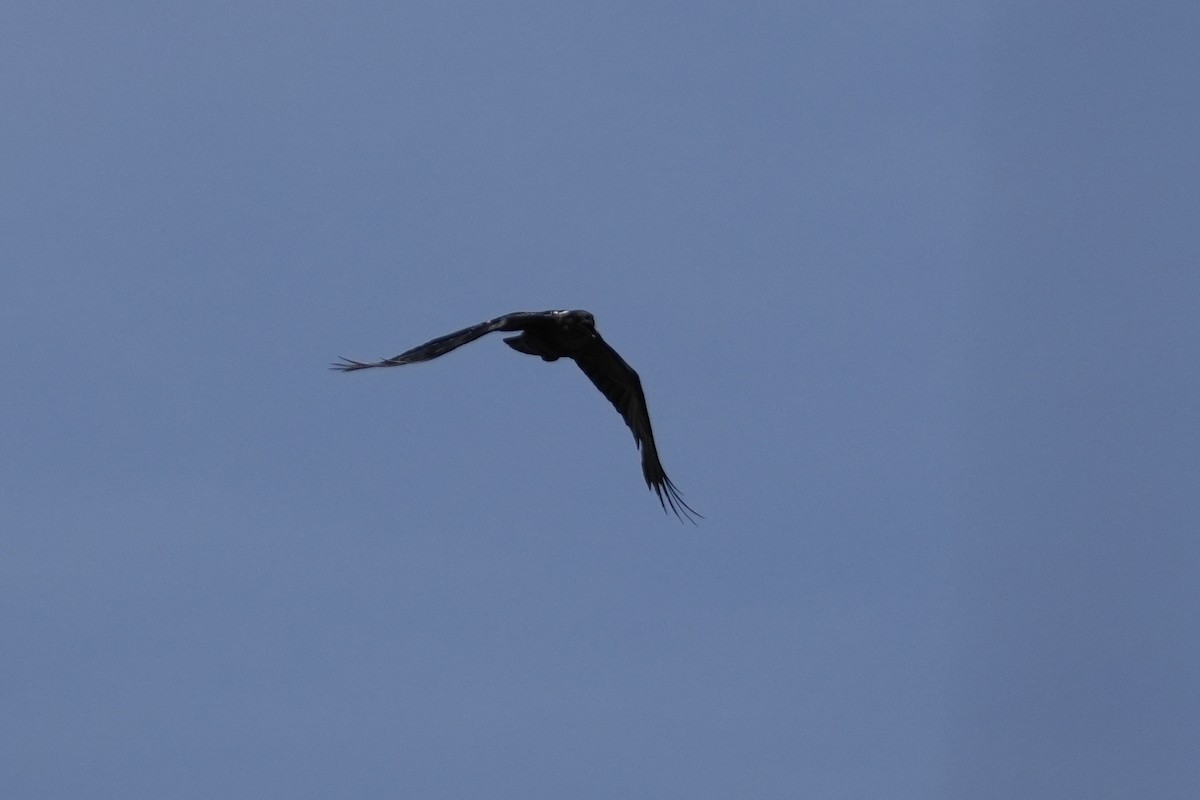 White-necked Raven - ML643646513