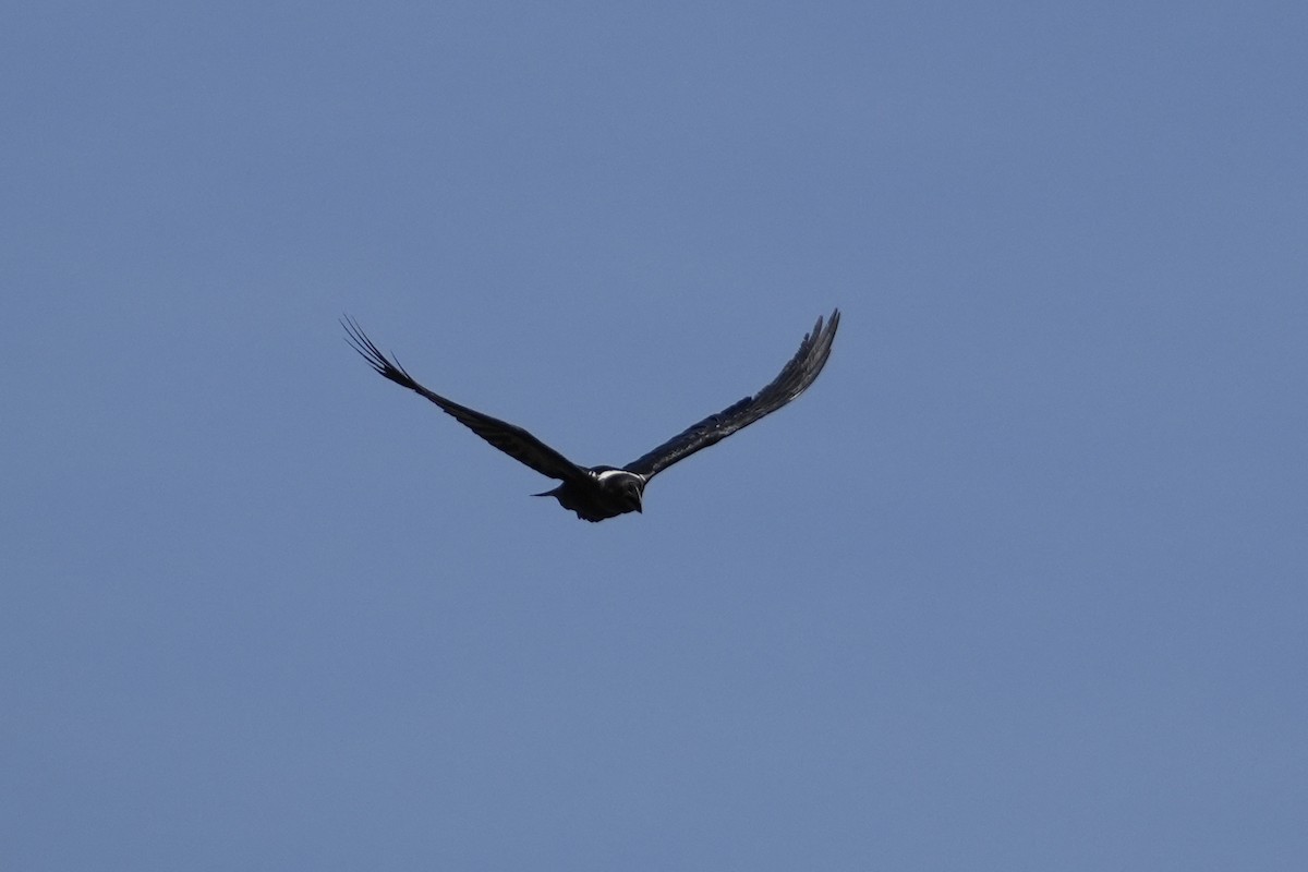 White-necked Raven - ML643646514