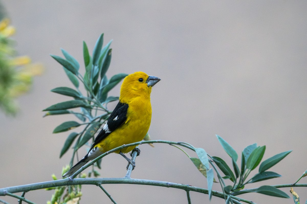 Golden Grosbeak - ML643646522
