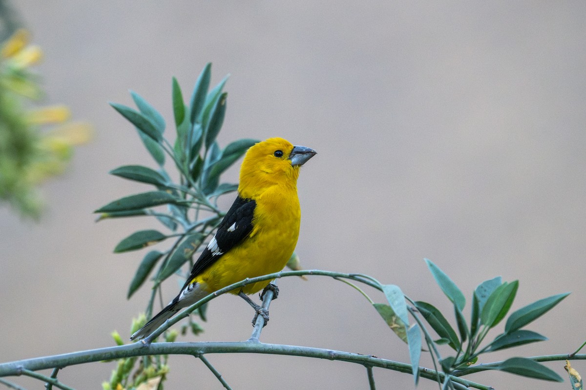 Golden Grosbeak - ML643646523