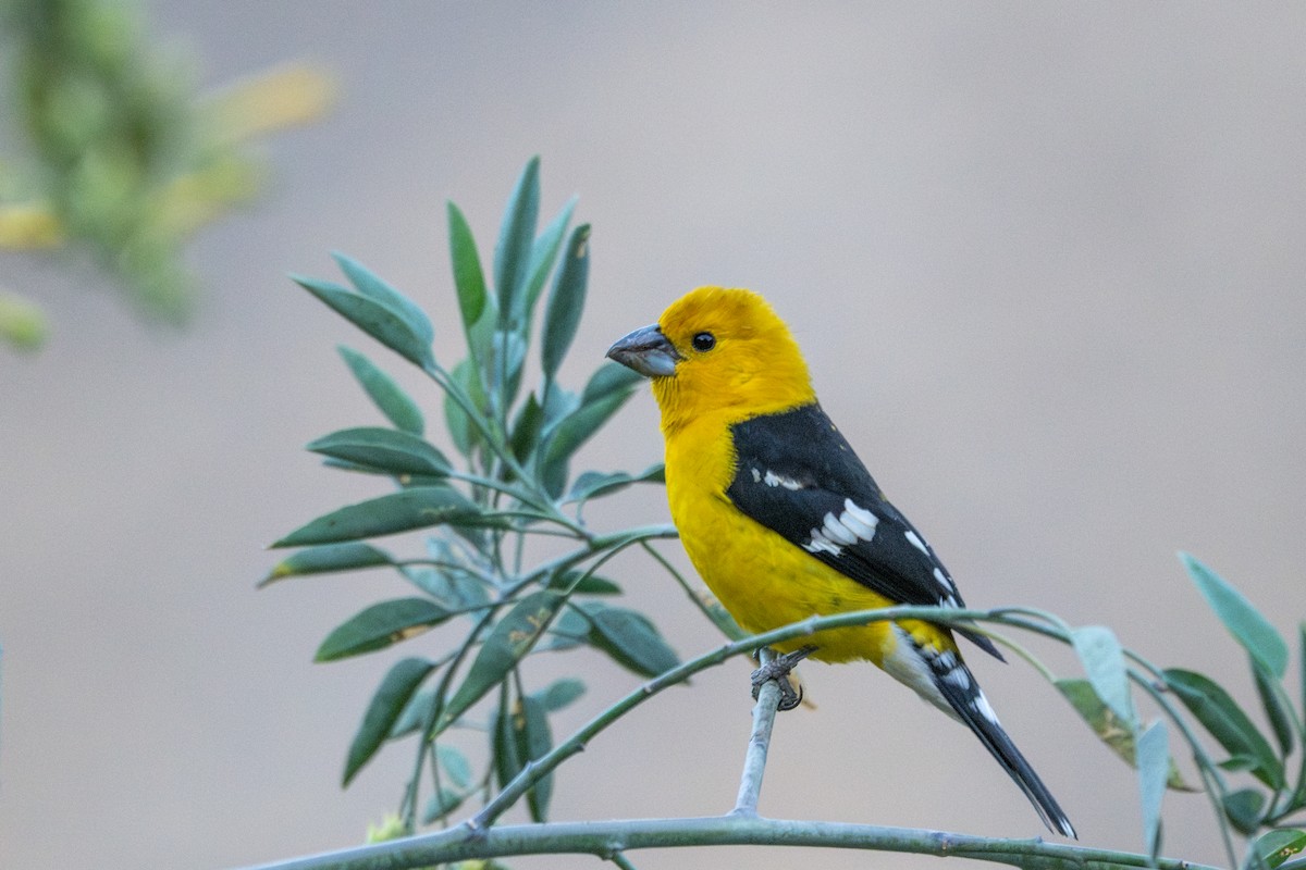 Golden Grosbeak - ML643646524