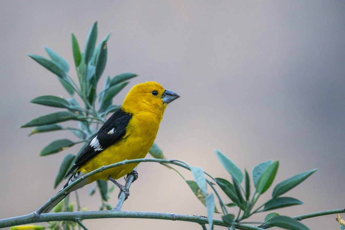 Golden Grosbeak - ML643646526
