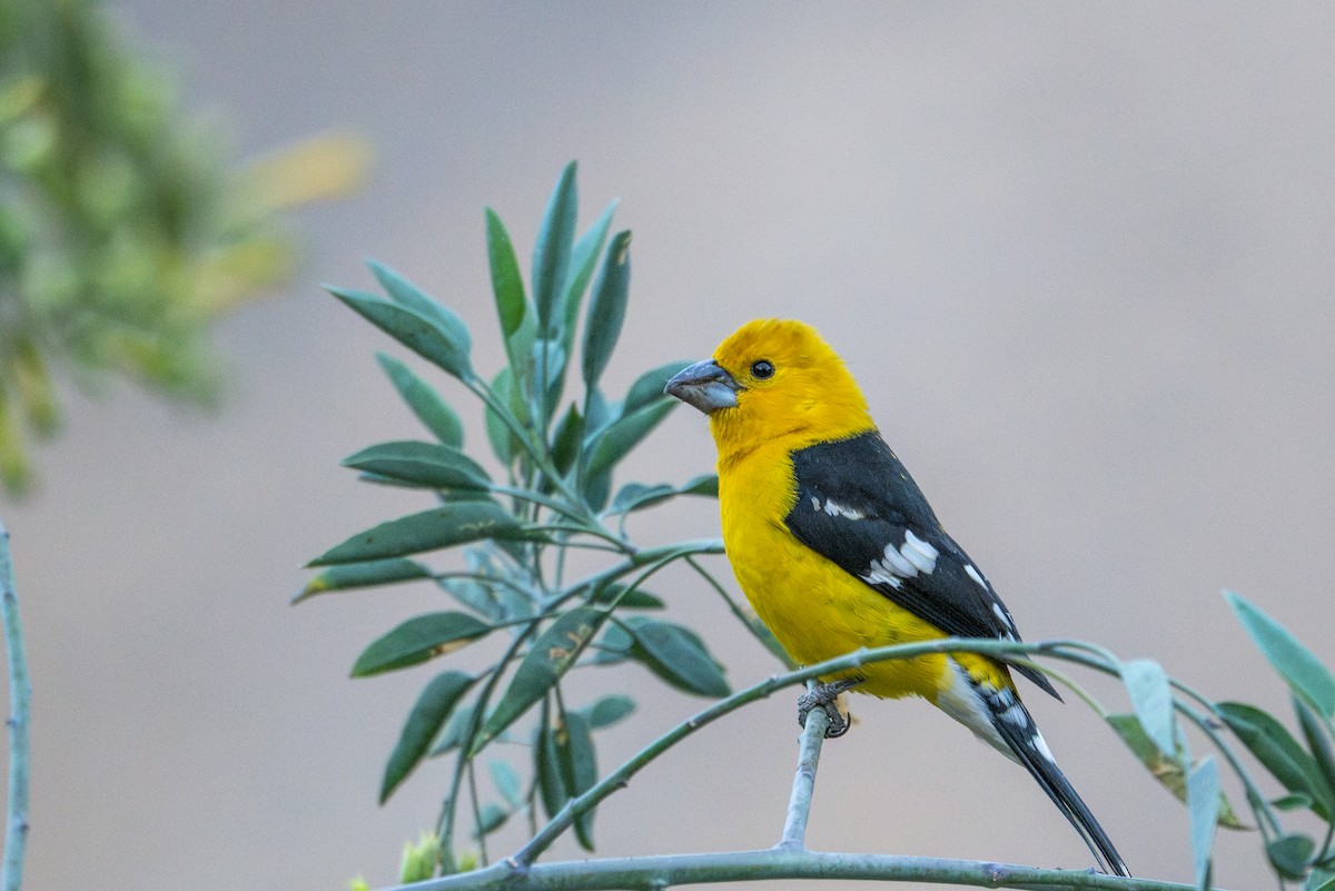 Golden Grosbeak - ML643646527