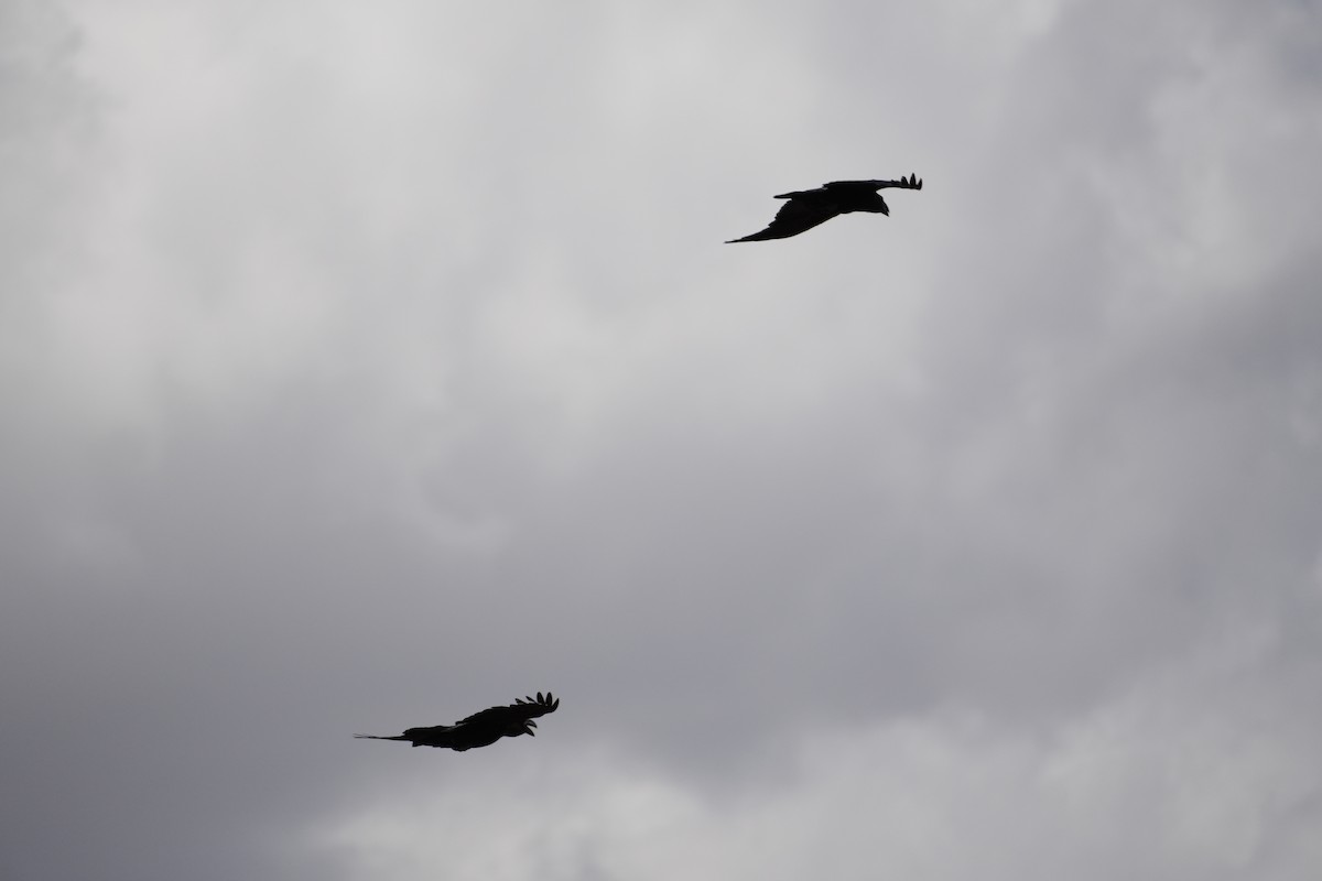 White-necked Raven - ML643646531