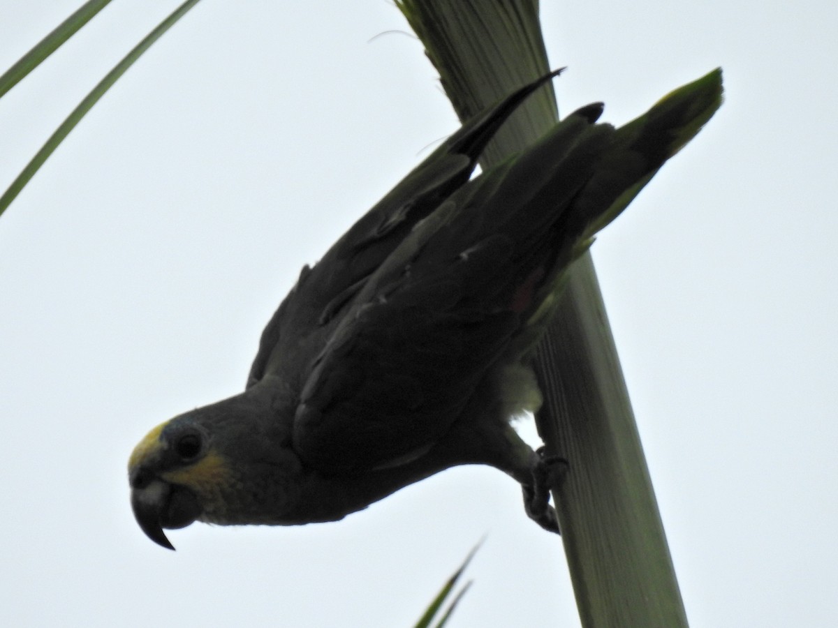 Orange-winged Amazon - Sue Murphy