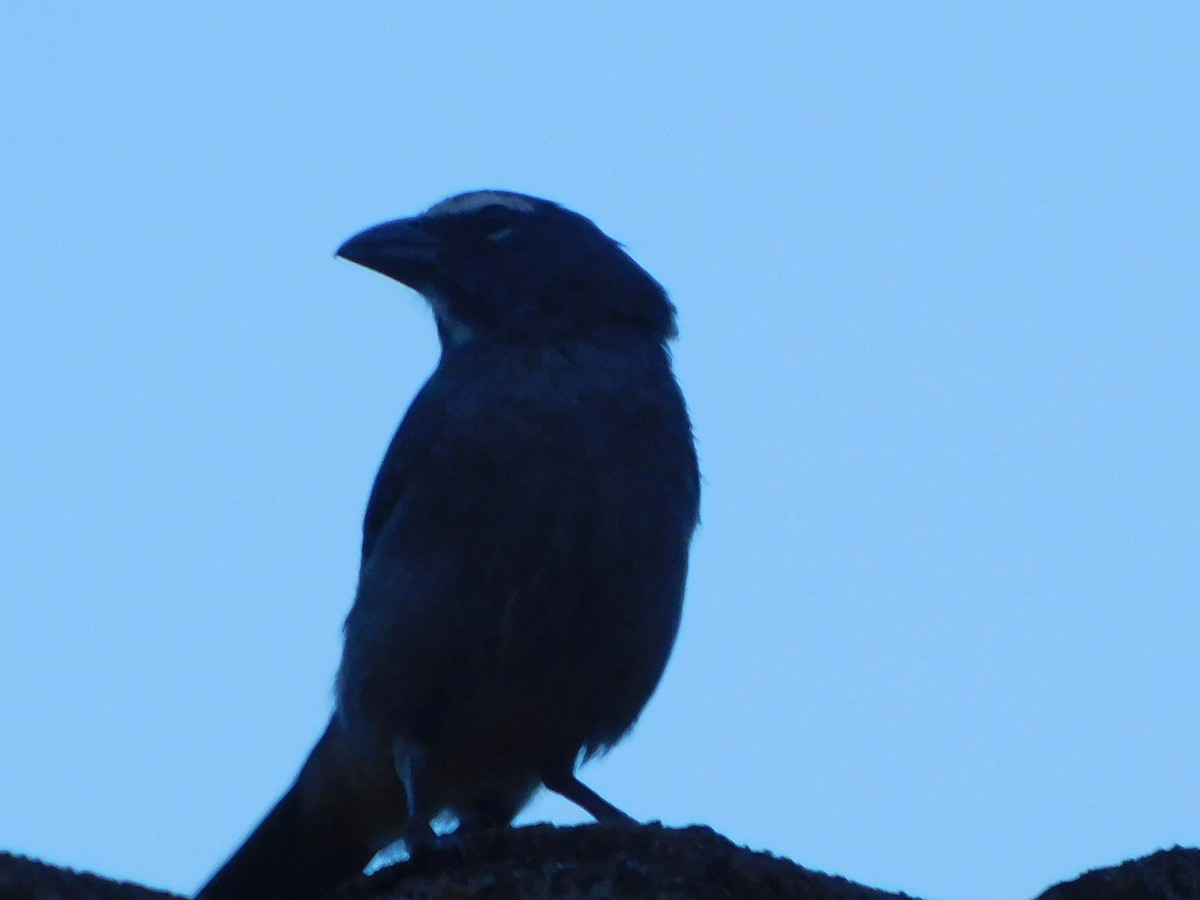 Cinnamon-bellied Saltator - ML643646554
