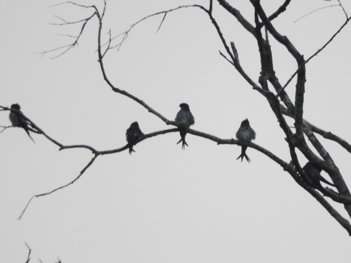 カンムリアマツバメ - ML643646560