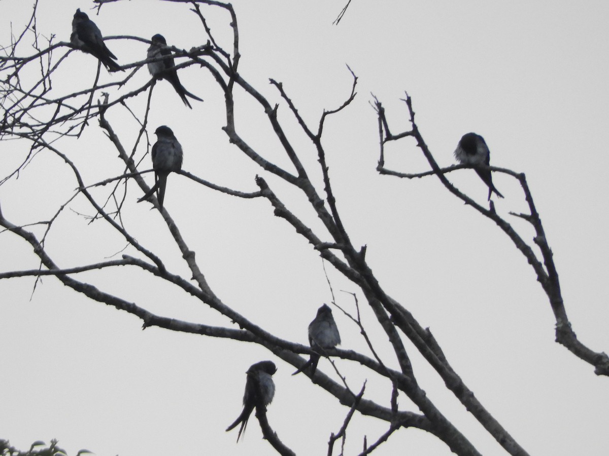 カンムリアマツバメ - ML643646561