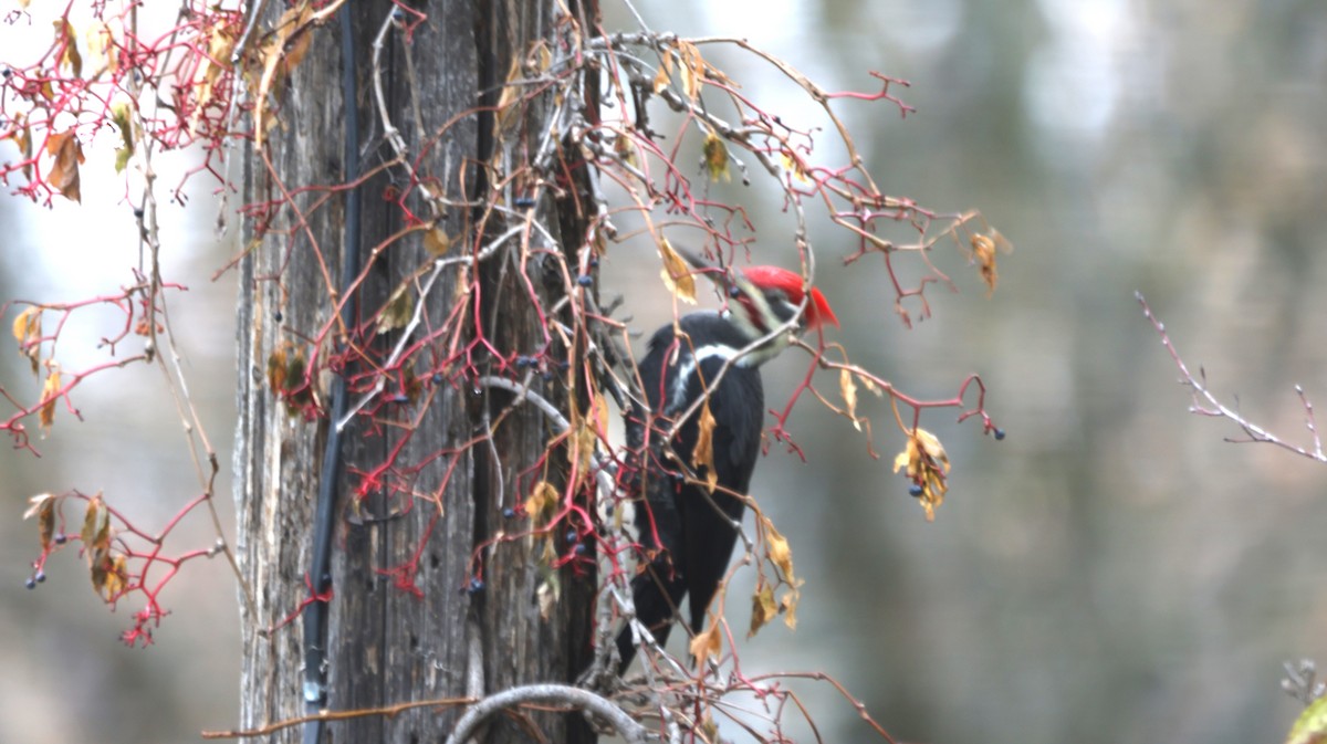Pileated Woodpecker - ML643646562