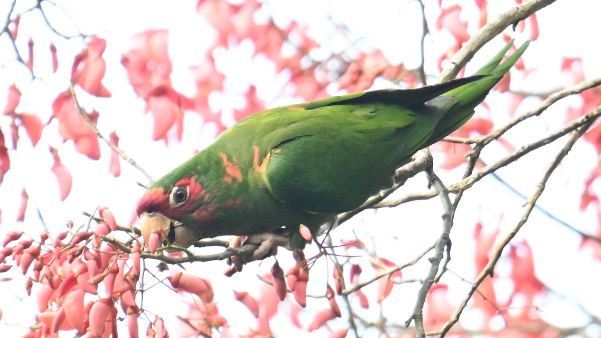 Mitred Parakeet - ML643646566