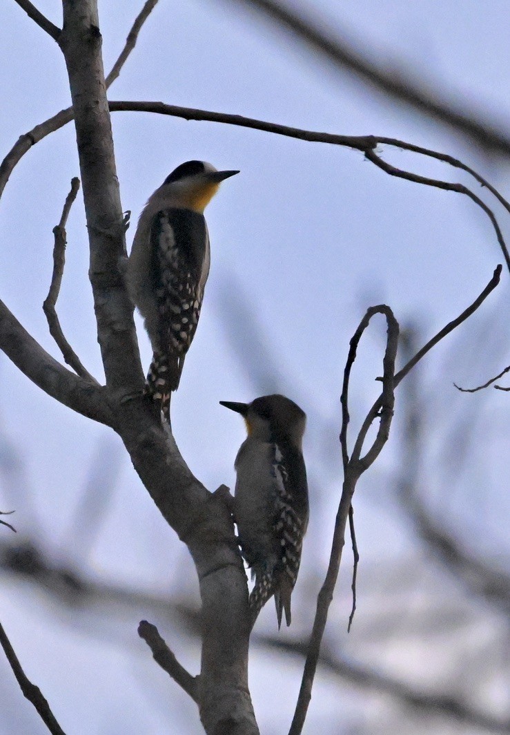 White-fronted Woodpecker - ML643646569