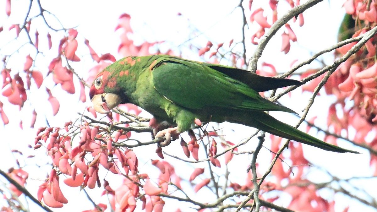 Mitred Parakeet - ML643646570