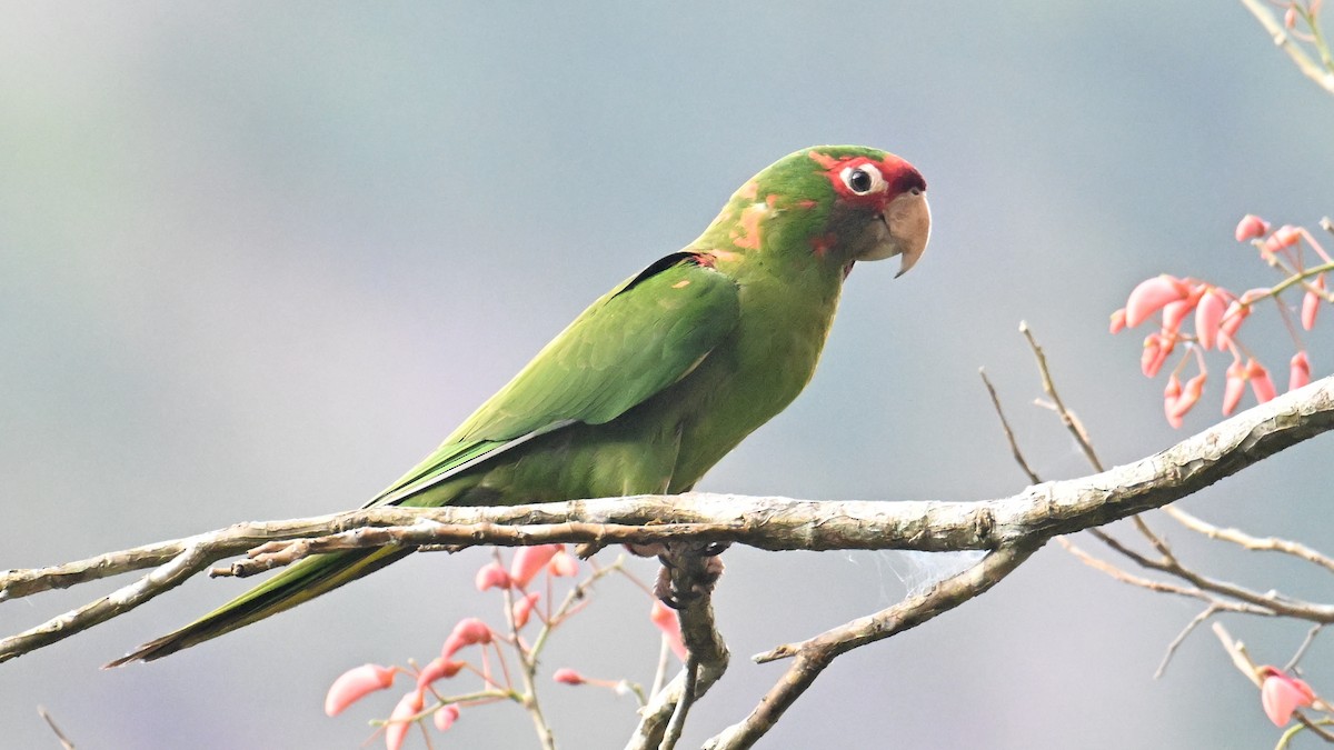Mitred Parakeet - ML643646572