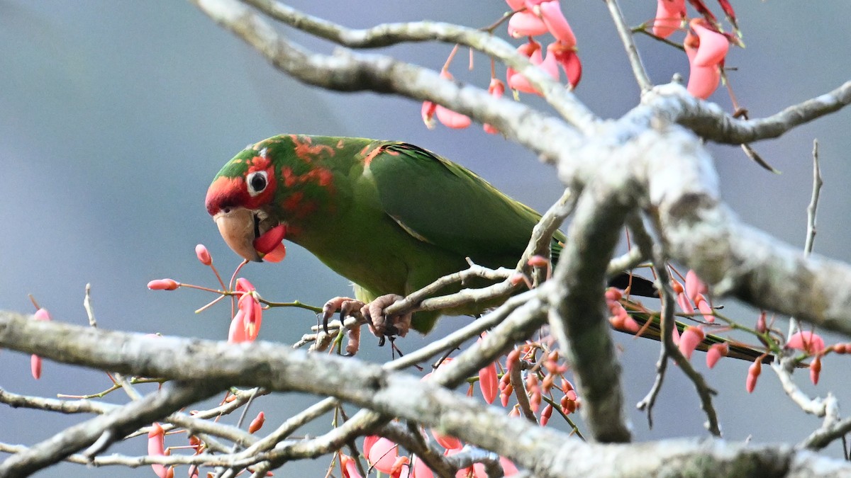 Mitred Parakeet - ML643646579