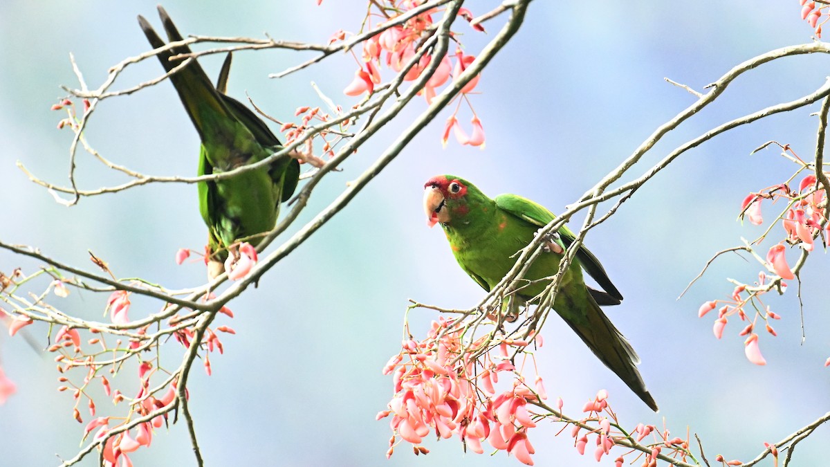Mitred Parakeet - ML643646587