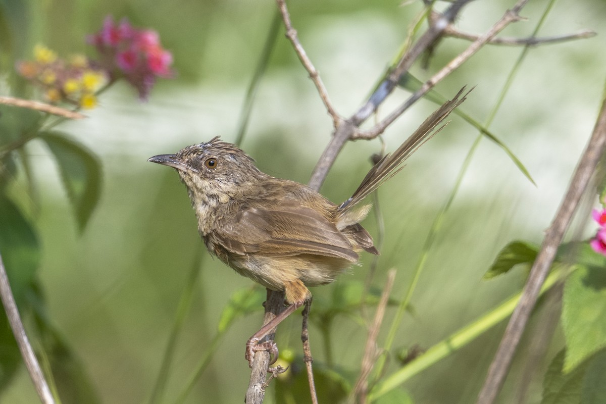 Himalayan Prinia - ML643646597