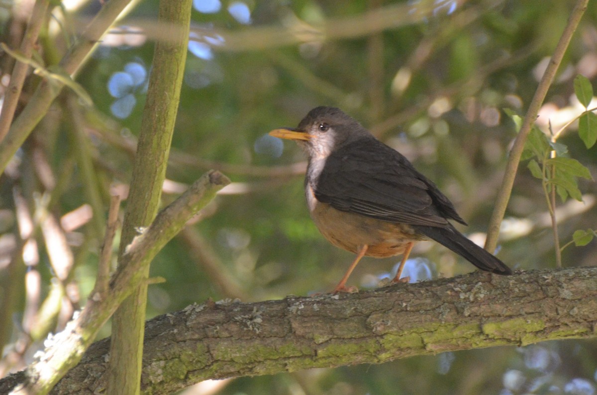 Olive Thrush - ML643646609