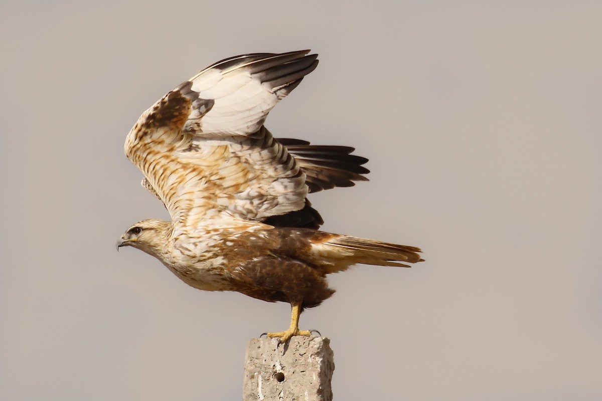 Long-legged Buzzard - ML643646611