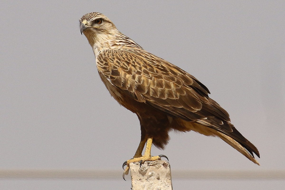 Long-legged Buzzard - ML643646612