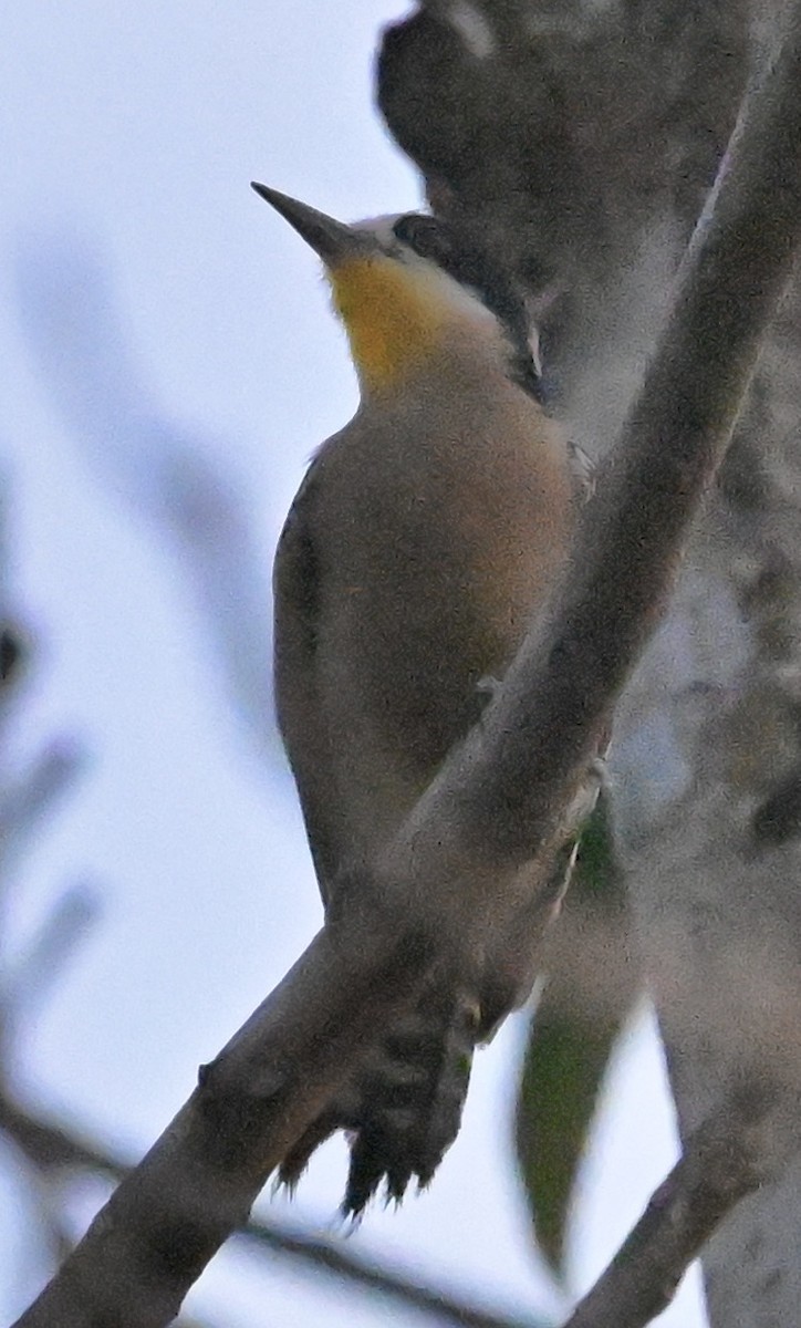 White-fronted Woodpecker - ML643646616