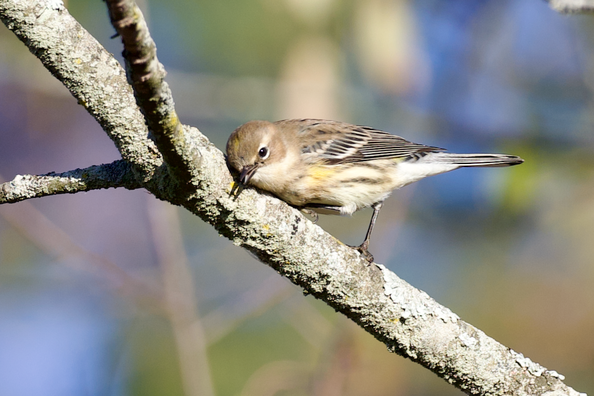 Yellow-rumped Warbler - ML643646625