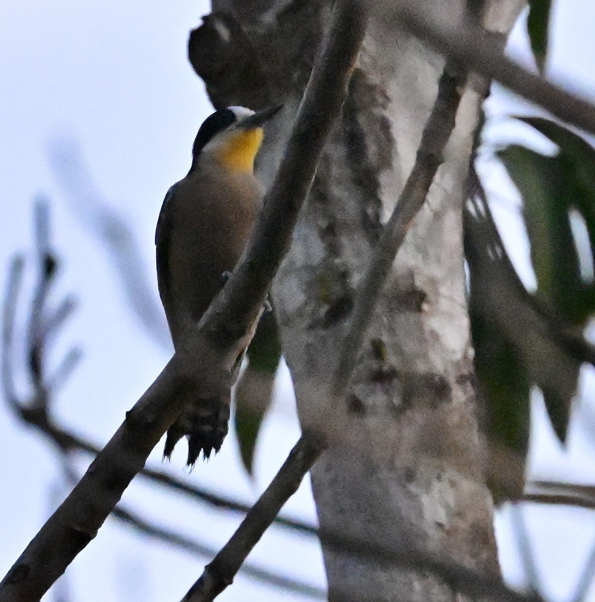 White-fronted Woodpecker - ML643646628